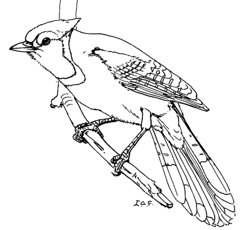 Blue Jay Coloring Page